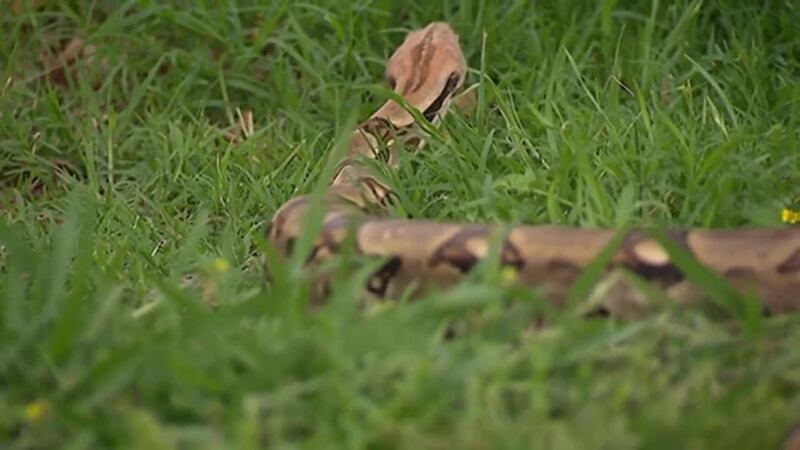 El médico de emergencia en un hospital en Texas advierte de más casos de mordeduras de...