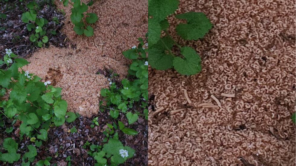 Several varieties of noodles were found in the area.