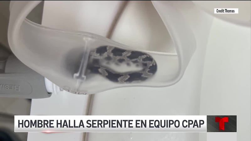 Hombre halla serpiente que parece tener cerca de un pie de largo dentro de la manguera de su...