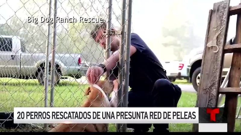 20 perros rescatados de una presunta red de peleas de perros. (Telemundo Carolina del Sur).